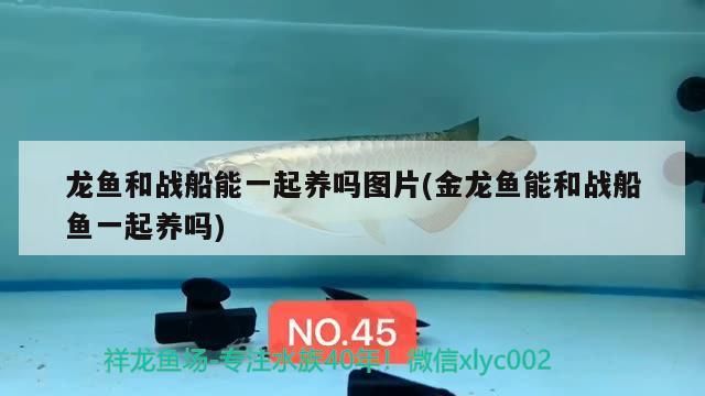 龍魚和戰船能一起養嗎圖片(金龍魚能和戰船魚一起養嗎)（龍魚和戰船能一起養嗎）