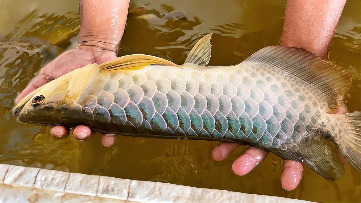 金龍魚預制菜有哪些推薦（「十一.預制菜篇」金龍魚預制菜推薦）