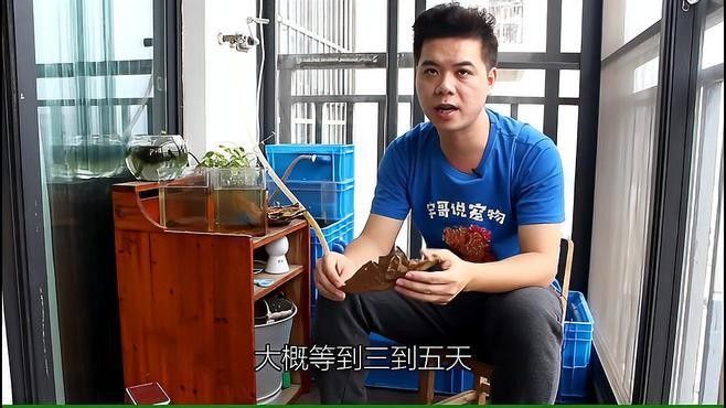 使用欖仁葉后，多久見效（使用欖仁葉后，多久見效，欖仁葉效果顯現(xiàn)的時(shí)間顯現(xiàn)）