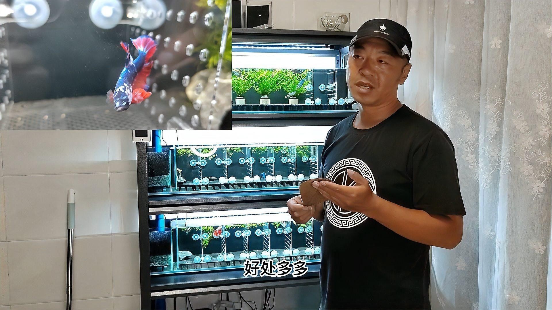使用欖仁葉后，多久見效（使用欖仁葉后，多久見效，欖仁葉效果顯現(xiàn)的時(shí)間顯現(xiàn)）