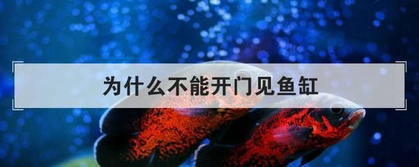 金龍魚可以和鯊魚混養（金龍魚可以和鯊魚混養嗎）（如何修復龍魚尾鰭上的洞）