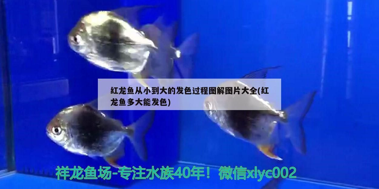 蚌埠二手魚缸市場在哪里啊多少錢（蚌埠二手舊貨市場在哪里）（蚌埠二手魚缸市場在哪里，）