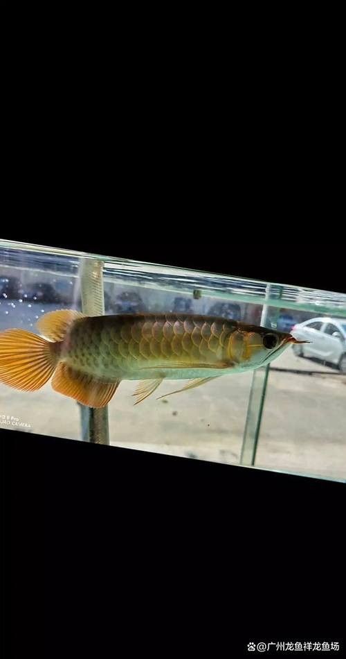 給我一張紅龍魚發色過程圖（關于紅龍魚發色過程的簡要描述）