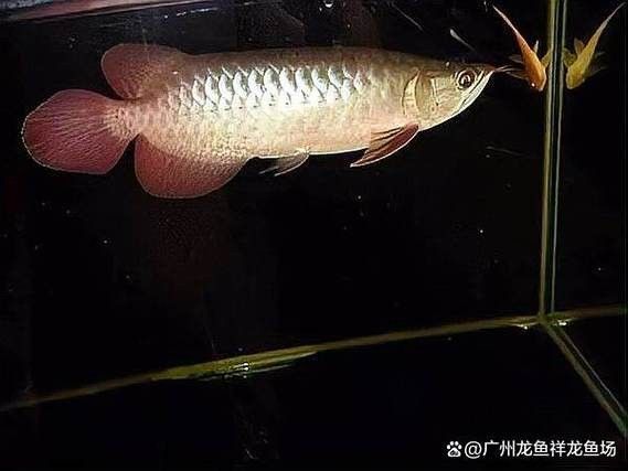 給我一張紅龍魚發色過程圖（關于紅龍魚發色過程的簡要描述）