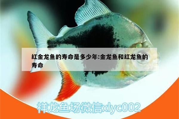 紅龍魚混養(yǎng)視頻高清圖片大全（紅龍魚混養(yǎng)視頻高清圖片大全集）（紅龍魚與綠龍魚混養(yǎng)視頻高清圖片大全）