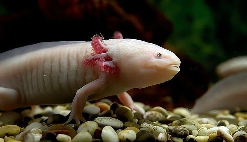 六角龍魚為啥被禁止養（六角龍魚為什么被禁止養？）