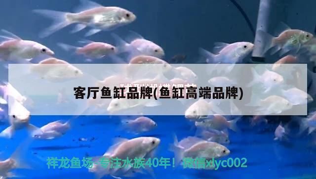 客廳魚缸品牌(魚缸高端品牌)（客廳放魚缸好不好，怎么選購魚缸）