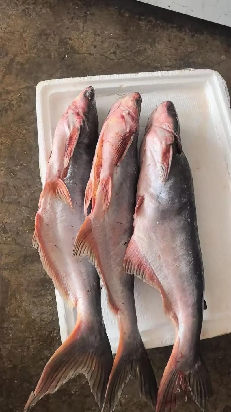 瀾滄江野生魚（五湖釣瀾滄江魚有哪些種類趙老師星火課堂瀾滄江魚有哪些種類）