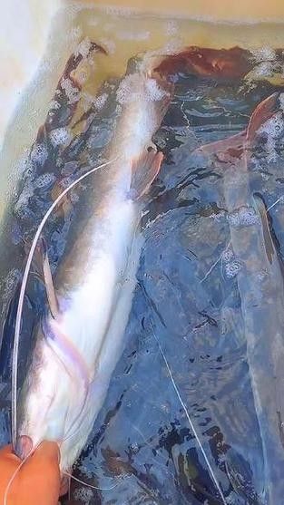 瀾滄江野生魚（五湖釣瀾滄江魚有哪些種類趙老師星火課堂瀾滄江魚有哪些種類）