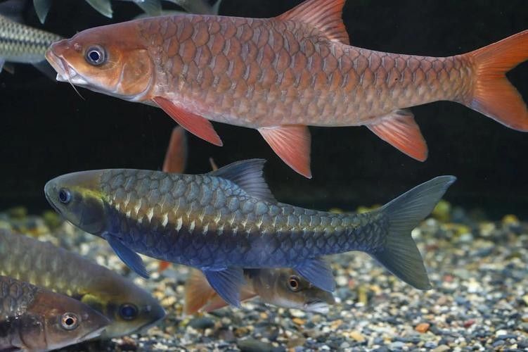 瀾滄江野生魚（五湖釣瀾滄江魚有哪些種類趙老師星火課堂瀾滄江魚有哪些種類）