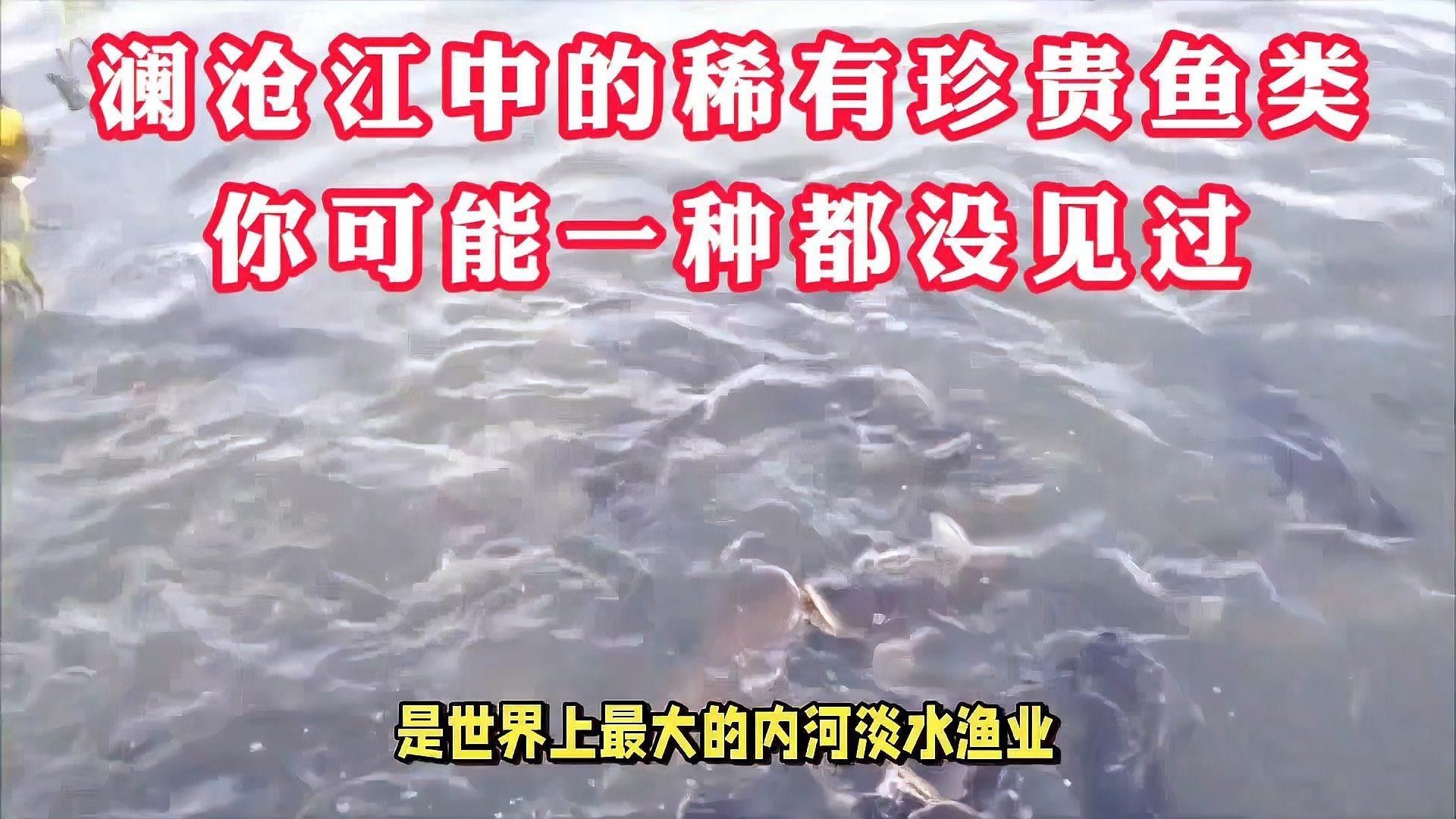 瀾滄江野生魚（五湖釣瀾滄江魚有哪些種類趙老師星火課堂瀾滄江魚有哪些種類）