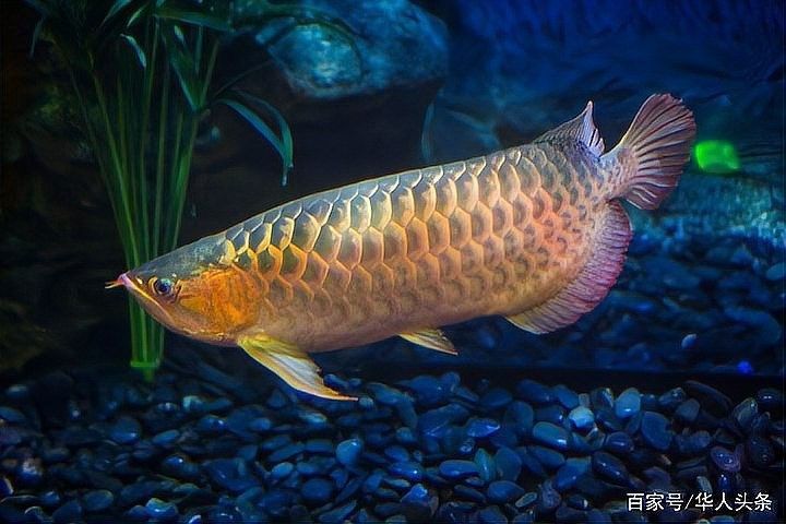 哪些國家允許買賣龍魚（關(guān)于哪些國家允許買賣龍魚的討論引發(fā)了廣泛關(guān)注的信息）