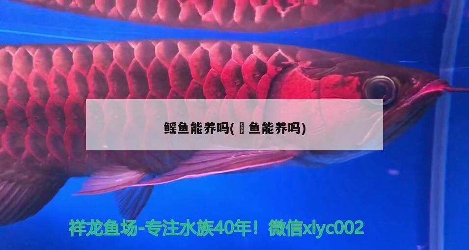 鰩魚能養(yǎng)嗎(魟魚能養(yǎng)嗎)（<strong><mark>舟山</mark></strong>漁民稱黃貂鰩叫燕子花魚、雙頭花魚能養(yǎng)嗎）