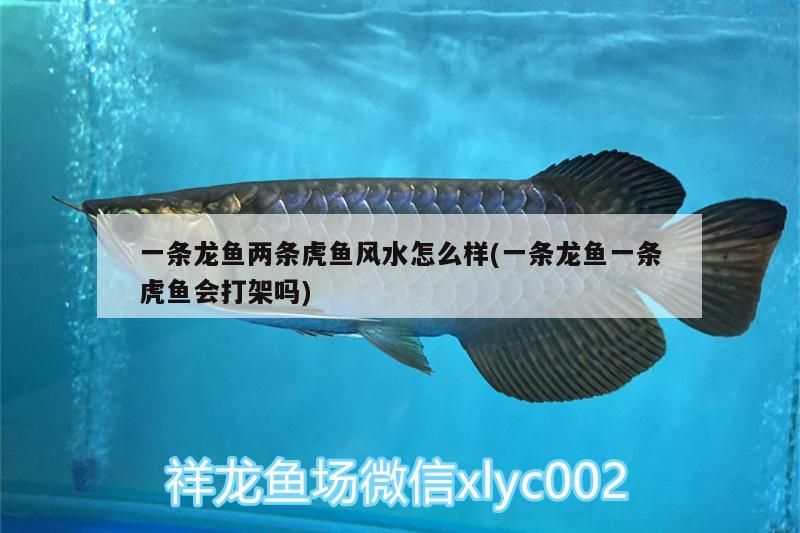 一條龍魚兩條虎魚風水怎么樣(一條龍魚一條虎魚會打架嗎)（一條龍魚兩條虎魚風水怎么樣）