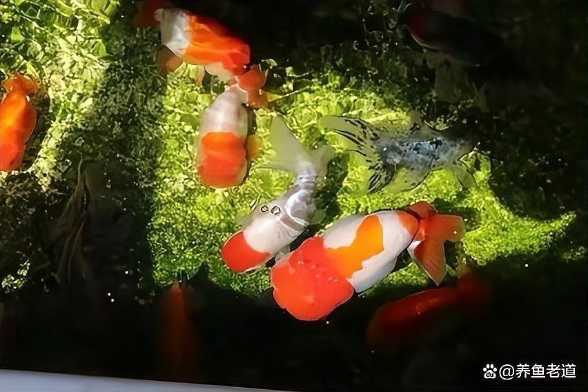 龍魚(yú)缸需要安裝過(guò)濾器嗎（魚(yú)缸需要安裝過(guò)濾器嗎）