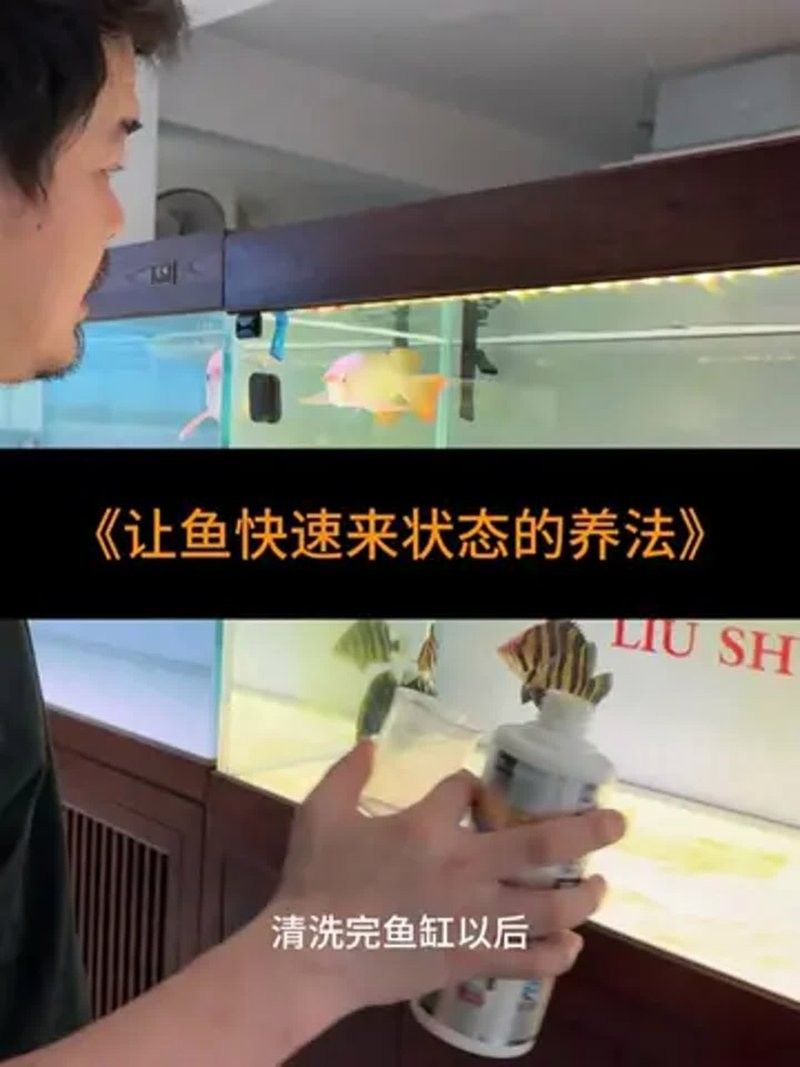 龍魚鱗腐蝕最怕三個東西（(二)龍魚鱗片腐蝕如何治療龍魚鱗腐蝕） 龍魚鱗腐蝕最怕三個東西（(二)龍魚鱗片腐蝕如何治療龍魚鱗腐蝕） 觀賞魚百科 第1張