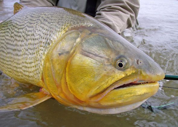 南昌賣(mài)觀賞魚(yú)的地方有哪些店（南昌賣(mài)觀賞魚(yú)的地方有哪些店鋪）（南昌市內(nèi)賣(mài)觀賞魚(yú)的店鋪：南昌市內(nèi)賣(mài)觀賞魚(yú)的店鋪）