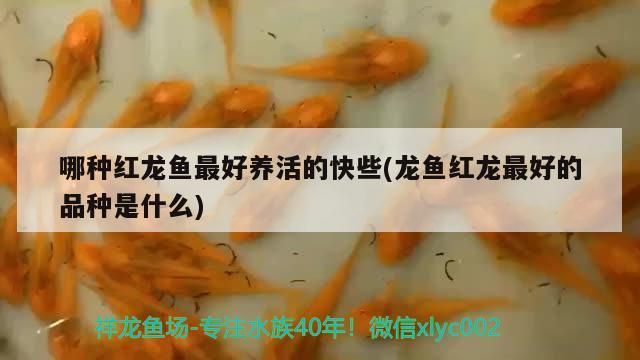 哪種紅龍魚最好養活的快些(龍魚紅龍最好的品種是什么)（哪種紅龍魚最好養活）