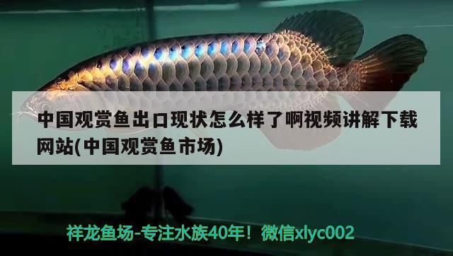 中國觀賞魚出口現狀怎么樣了啊視頻講解下載網站(中國觀賞魚市場)