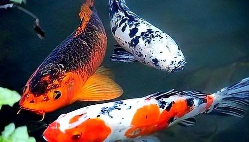 龍魚潰爛期間可以用藥嗎（魚潰爛期間，可以用藥，使用藥物需要謹慎）