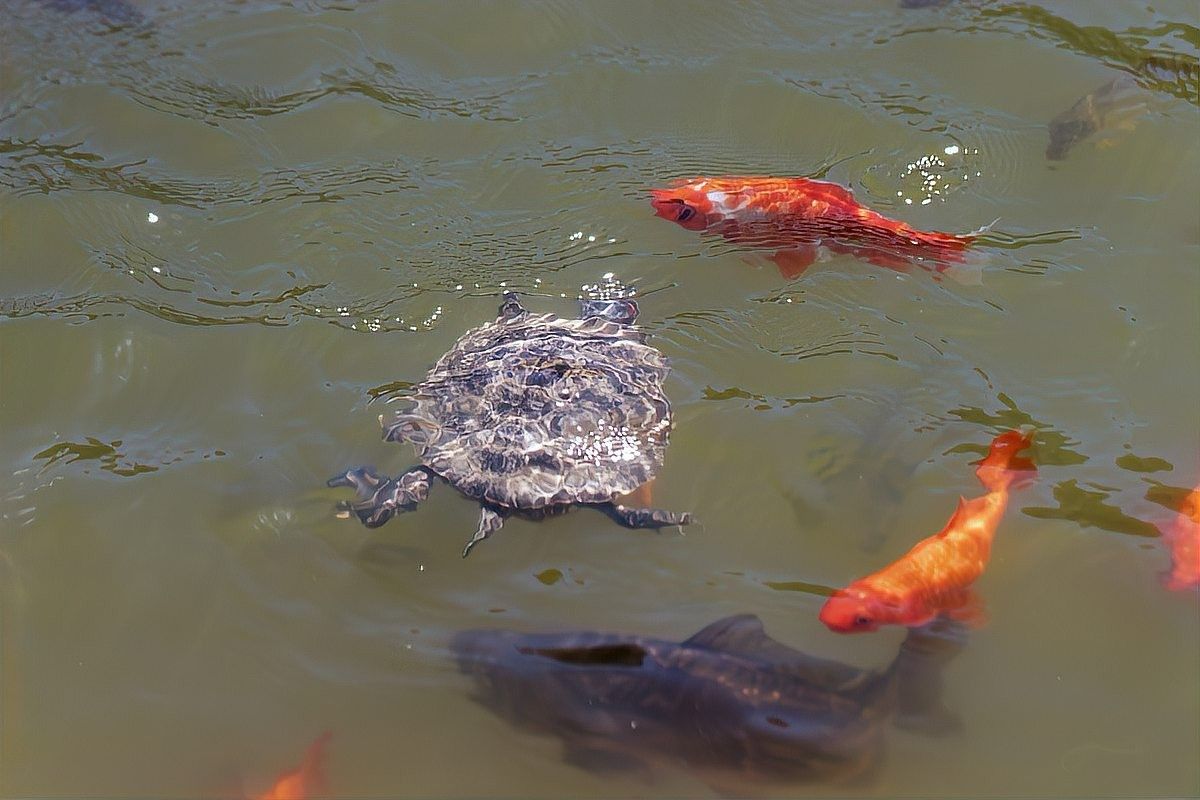 烏龜和哪些魚可以混養(yǎng)？（烏龜可以和什么魚一起養(yǎng)）