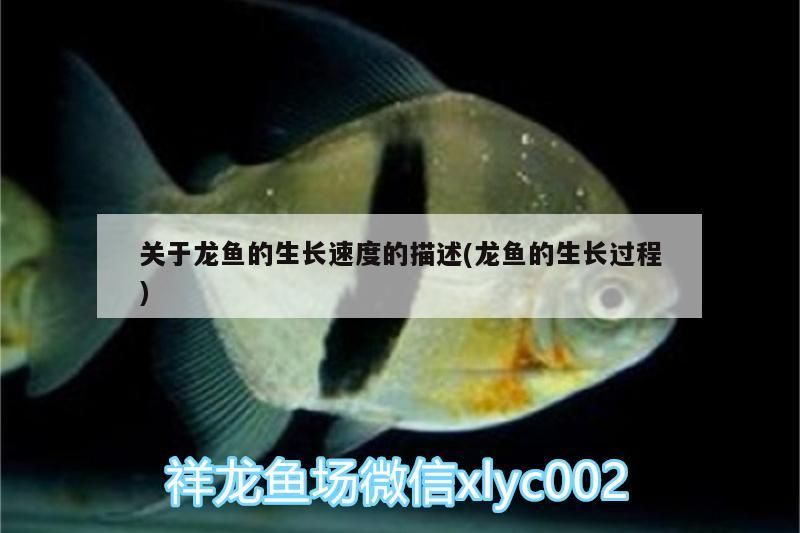 關于龍魚的生長速度的描述(龍魚的生長過程)