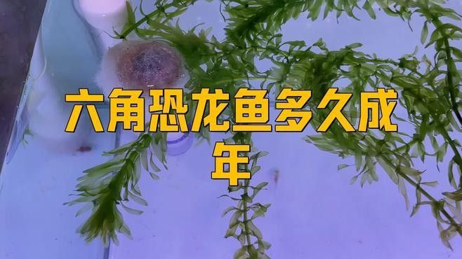 恐龍魚多久喂一次蝦