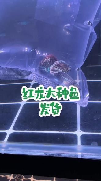 張北龍魚的繁殖方法是什么？，張北龍魚是否屬于龍魚科？