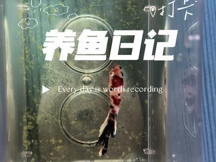 紅龍魚凸眼睛怎么辦視頻（養魚小藝龍魚眼睛凸眼原因及春季解決方案龍魚凸眼手術教程）