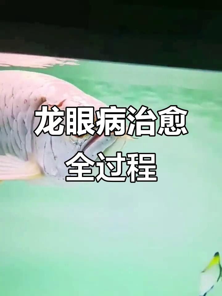 紅龍魚凸眼睛怎么辦視頻（養魚小藝龍魚眼睛凸眼原因及春季解決方案龍魚凸眼手術教程）