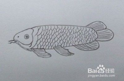 給我一張龍魚的素描圖片（手繪線描龍魚東揚繪畫:手繪線描龍魚東揚繪畫）