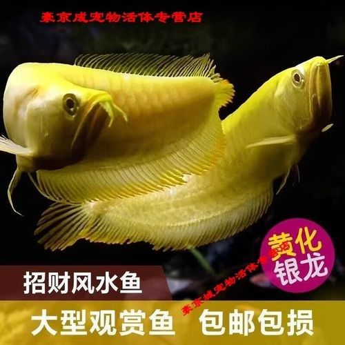 白子金龍魚的價格是多少？（子金龍魚的價格因地區、品種和市場供需狀況而異，白子金龍魚的價格因地區、品種和市場供需狀況而異）
