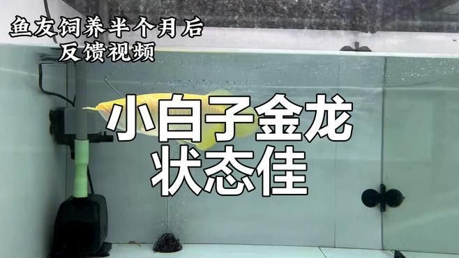 白子金龍魚的價格是多少？（子金龍魚的價格因地區、品種和市場供需狀況而異，白子金龍魚的價格因地區、品種和市場供需狀況而異）