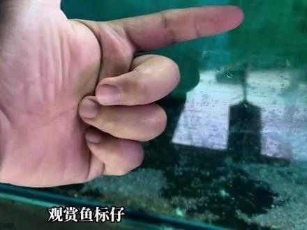 白子金龍魚的價格是多少？（子金龍魚的價格因地區、品種和市場供需狀況而異，白子金龍魚的價格因地區、品種和市場供需狀況而異）