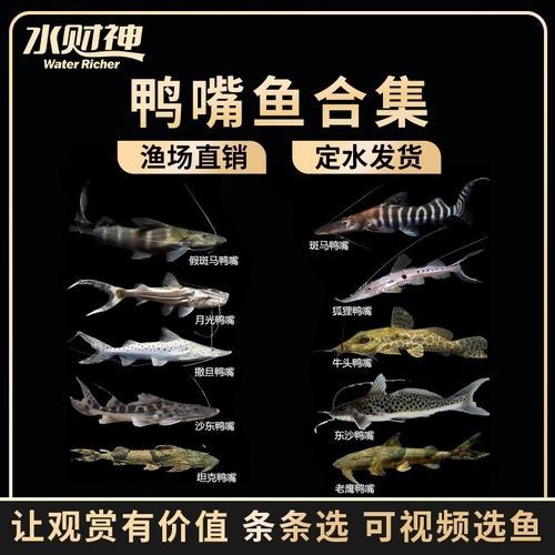 月光鴨嘴和撒旦鴨嘴哪個(gè)好（月光鴨嘴和撒旦鴨嘴哪個(gè)好月光鴨嘴和撒旦鴨嘴哪個(gè)好）