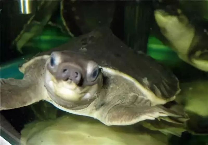 龍魚水霉病能自愈嗎，龍魚水霉病是否能自愈，水霉病治療期間需要停食嗎