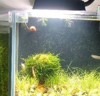 銀龍魚水溫（銀龍魚水溫和水質要求詳解，銀龍魚水溫多少合適）