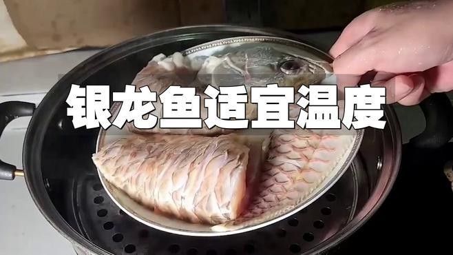 巨骨舌魚多久喂一次，巨骨舌魚喂養(yǎng)時(shí)間表