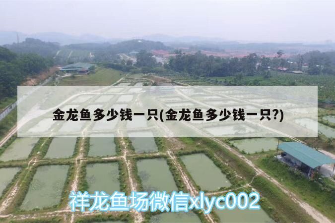 金龍魚多少錢一只(金龍魚多少錢一只?)（金龍魚多少錢一只）