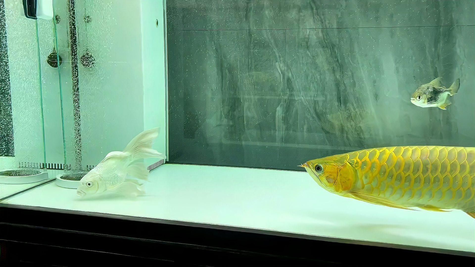 龍魚和蝴蝶鯉能一起養嗎（蝴蝶鯉和龍魚能一起養嗎）
