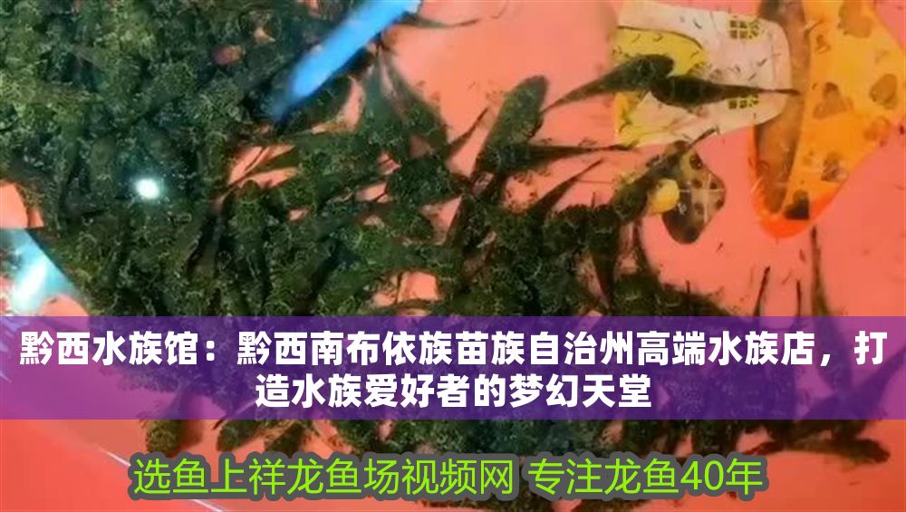 黔西水族館：<strong><mark>黔西南</mark></strong>布依族苗族自治州高端水族店，打造水族愛好者的夢幻天堂（<strong><mark>黔西南</mark></strong>布依族苗族自治州高端水族自治州高端水族店）