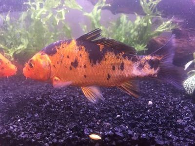 群游觀賞魚圖片及名稱介紹(什么觀賞魚群游漂亮)（群游觀賞魚圖片及名稱介紹）