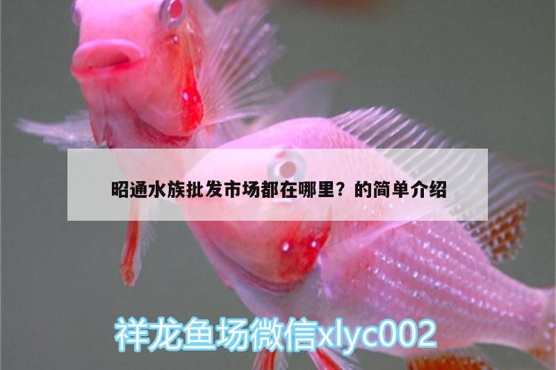 昭通水族批發市場都在哪里？的簡單介紹（成都昭通水族批發市場都在哪里？）