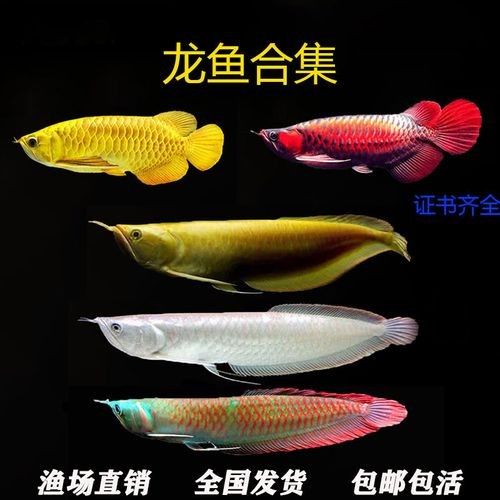 紅龍魚為啥那么貴（紅龍嗶哩嗶哩嗶哩嗶哩嗶哩嗶哩嗶哩嗶哩嗶哩嗶哩嗶哩）