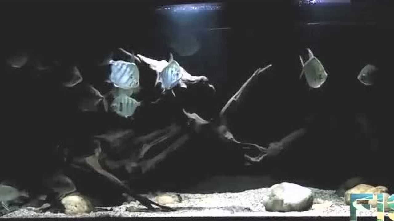 野生虎紋銀板魚（虎紋銀板魚的繁殖習(xí)性）