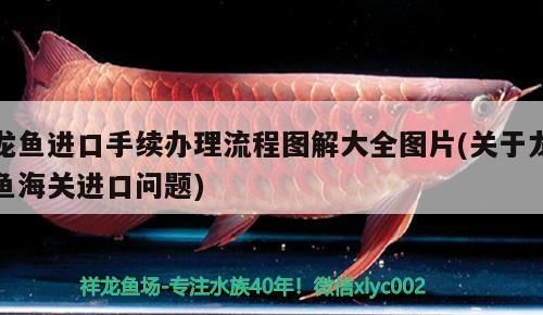 龍魚進口手續辦理流程圖解大全圖片(關于龍魚海關進口問題)（龍魚進口手續辦理流程圖解）
