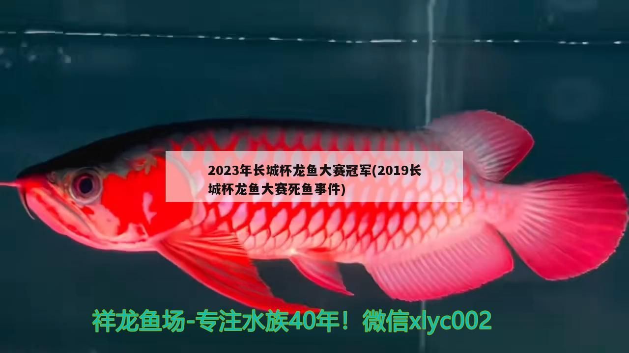 2023年長城杯龍魚大賽冠軍(2019長城杯龍魚大賽死魚事件)（2019長城杯龍魚大賽冠軍）