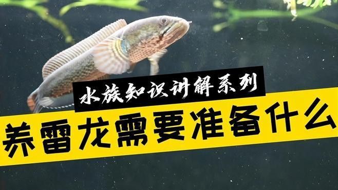 雷龍魚缸需要哪些設備（雷龍魚缸基本設備及組件）