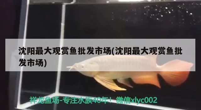 沈陽觀賞魚批發市場：沈陽最大觀賞魚批發市場