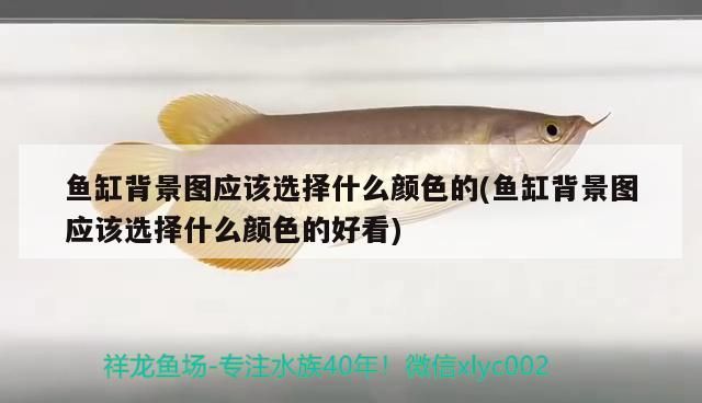 魚缸背景圖應該選擇什么顏色的(魚缸背景圖應該選擇什么顏色的好看)